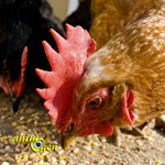 Alimentation : gestion et distribution des repas de nos poules