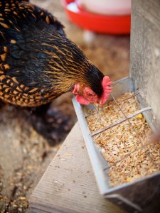 Alimentation : gestion et distribution des repas de nos poules