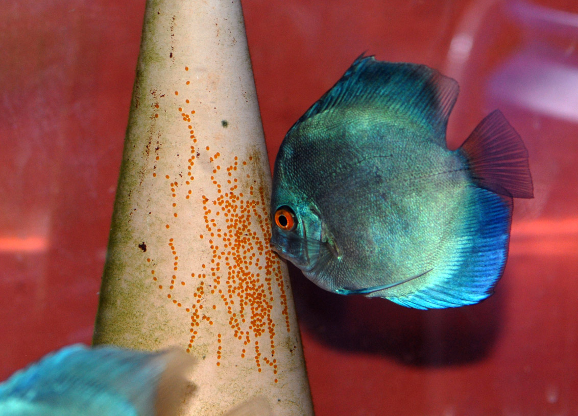 La reproduction des Discus où, quand, comment la réussir ? animOgen