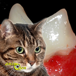 Problèmes dentaires du chat : tartre et maladie parodontale (prévention, symptômes, traitement)