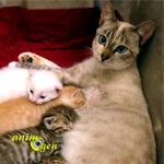 L'importance des phéromones dans l'allaitement des chatons