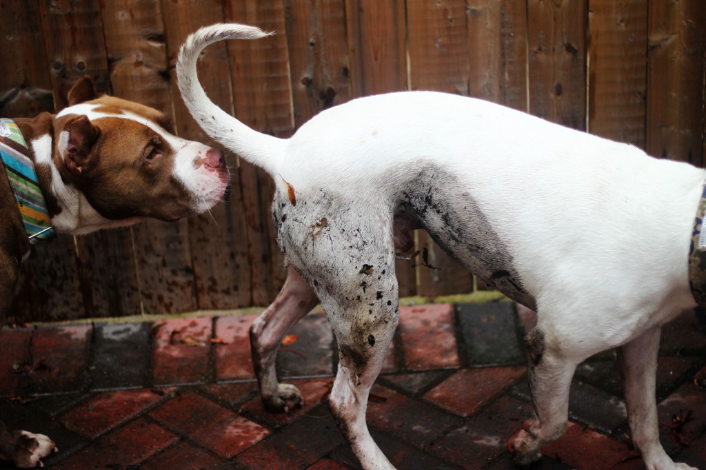 Pourquoi les chiens se reniflent-ils le derrière lorsqu’ils se rencontrent ?