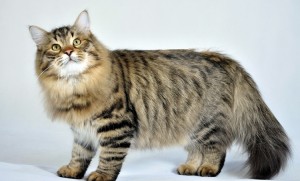 Le Sibérien, chat glamour de la Taiga