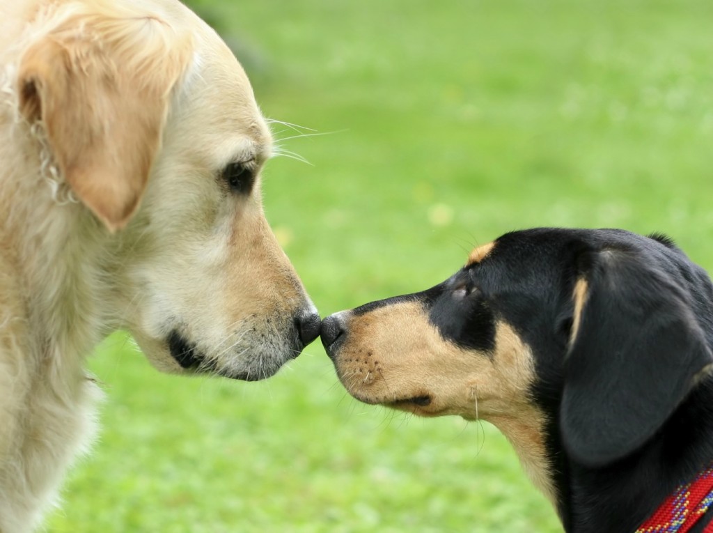 La socialisation du chiot : une nécessité pour le devenir de votre compagnon