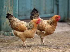 Comportement : une poule peut-elle vivre seule ?