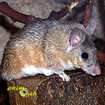 La souris épineuse, souris épineuse du Caire, rat épineux, ou Acomys cahirinus