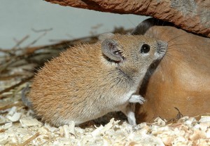 La souris épineuse, souris épineuse du Caire, rat épineux, ou Acomys cahirinus