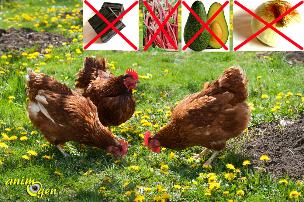Les aliments à éviter pour les poules