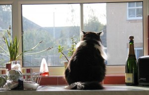 Les troubles du comportement liés à la vie d'un chat ou d'un chaton en milieu clos 