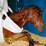 Santé : le tétanos chez le cheval (causes, symptômes, traitement, prévention)