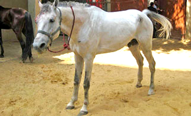 Santé : le tétanos chez le cheval (causes, symptômes, traitement, prévention)