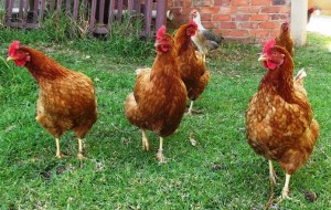 Les super pouvoirs visuels de nos poules