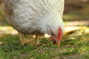 Les super pouvoirs visuels de nos poules