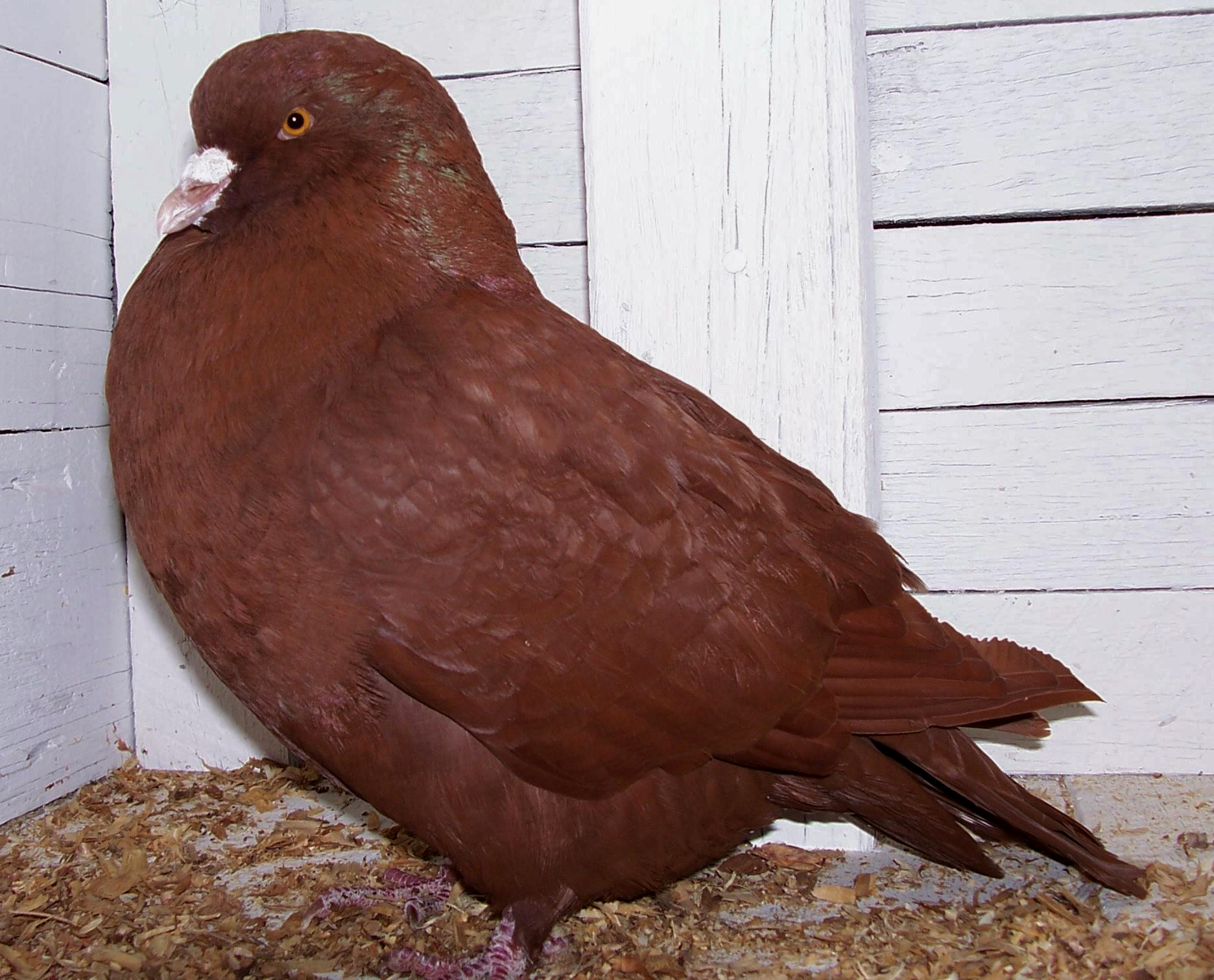 site rencontre animaux compagnie