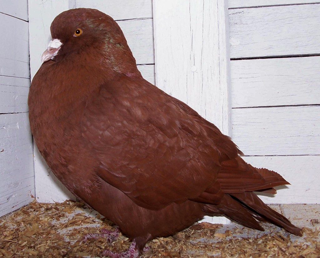 Le pigeon Carneau, lorsque la France rencontre la Belgique