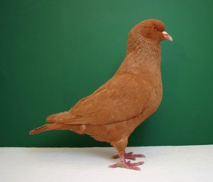 Le pigeon Carneau, lorsque la France rencontre la Belgique