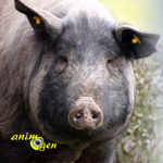 Le porc ibérique (origine, alimentation, utilisation par l'Homme)