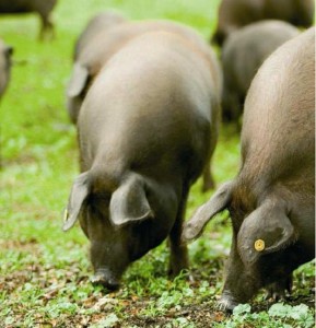 Le porc ibérique (origine, alimentation, utilisation par l'Homme)