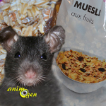 Alimentation : un mélange de fruits secs et céréales pour nos rats de compagnie