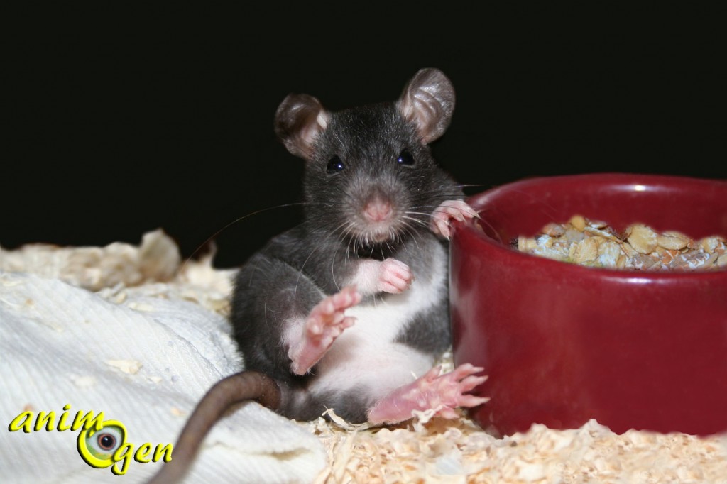 Alimentation : un mélange de fruits secs et céréales pour nos rats de compagnie