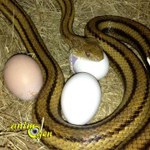 Alimentation des serpents : la relation entre le type de proies et l'habitat