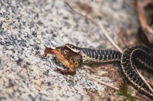 Alimentation des serpents : la relation entre le type de proies et l'habitat