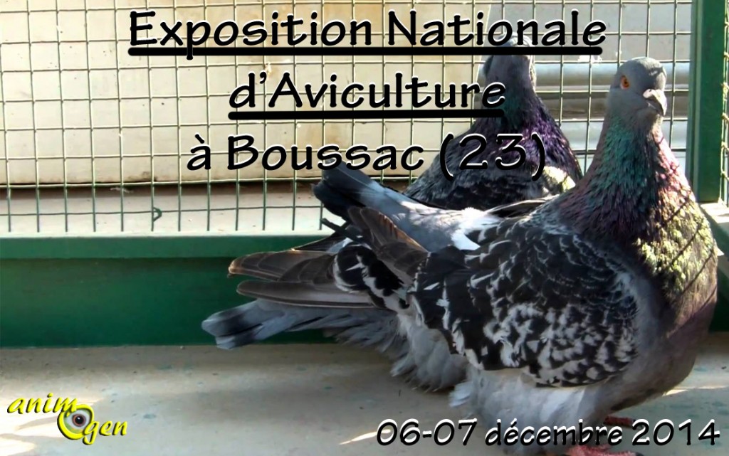 Exposition Nationale d’Aviculture à Boussac (23), du samedi 06 au dimanche 07 décembre 2014