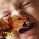 Comportement : le cri d'un nourrisson peut-il rendre un chien agressif ?