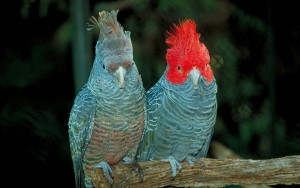 Le Cacatoès à huppe rouge, ou Callocephalon fimbriatum, oiseau emblème du territoire australien