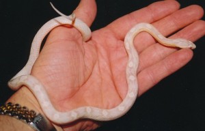 Les notions de base de la génétique des serpents de compagnie