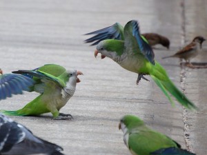 Les racines de l'agression chez le perroquet, séminaire de Johanne Vaillancourt