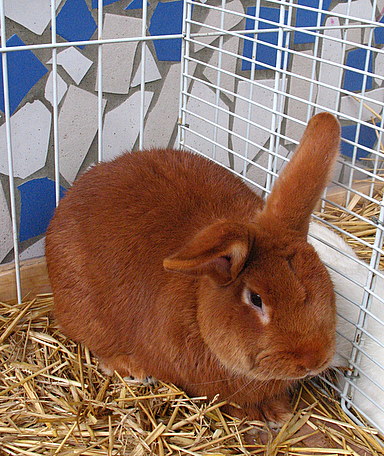 lapin-fauve-de-Bourgogne-nac-rongeurs-lagomorphes-alimentation-soins-caractère-tempérament-maintien-captivité-reproduction-animaux-compagnie-animogen-2