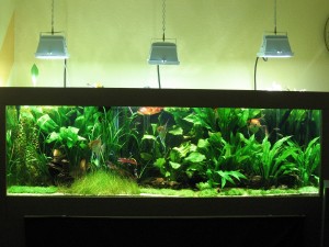 L'éclairage dans un aquarium d'eau douce (type, comparatif, utilisation)