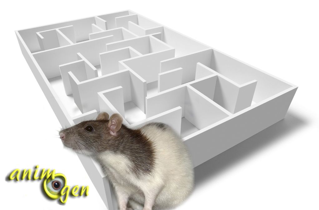 Le sens de l'observation et la mémoire des rats au service de leur intelligence