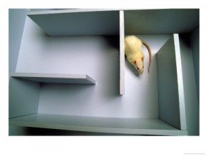 Le sens de l'observation et la mémoire des rats au service de leur intelligence