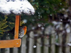 Faut-il aider les oiseaux sauvages en hiver ?