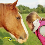 L’influence de notre stress sur les chevaux à l’étude