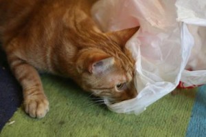 Comportement : pourquoi certains chats mangent-ils plastique, latex ou caoutchouc ?