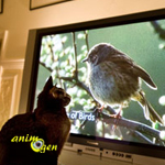La diffusion de vidéos favorise-t-elle l'enrichissement visuel de l'environnement chez le chat ?