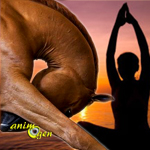Le yoga pour les chevaux, une approche zen de l'équitation