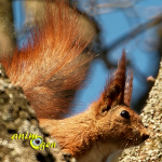 L'écureuil roux (Sciurus vulgaris) ou le ballet de casse-noisette