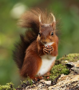 L'écureuil roux (Sciurus vulgaris) ou le ballet de casse-noisette