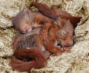 L'écureuil roux (Sciurus vulgaris) ou le ballet de casse-noisette