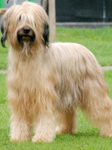 Le Briard, ou berger de Brie, un chien de caractère