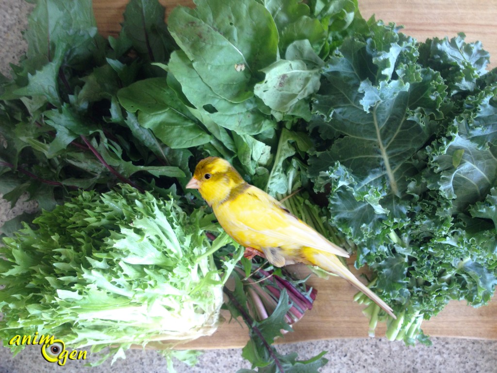 Alimentation des canaris : fruits, légumes et verdure autorisés