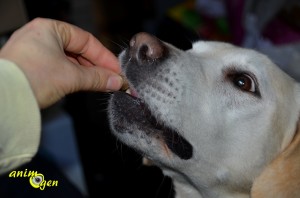 Alimentation : croquettes Bosch Bio Adult pour chien adulte (test, avis, prix)