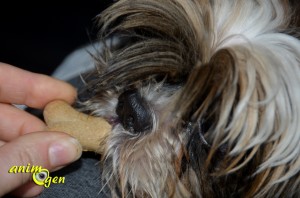 Alimentation : friandises pour chien "Eukanuba Healthy biscuits" (test, avis, prix)