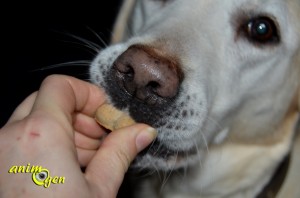 Alimentation : friandises pour chien "Eukanuba Healthy biscuits" (test, avis, prix)