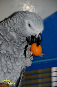Avec le kumquat, offrons l'orange d'or à nos perroquets