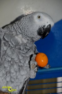 Avec le kumquat, offrons l'orange d'or à nos perroquets